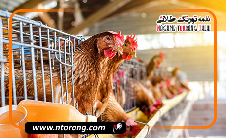 سرکه سیب برای طیور؛ فواید، روش مصرف و نکات مهم